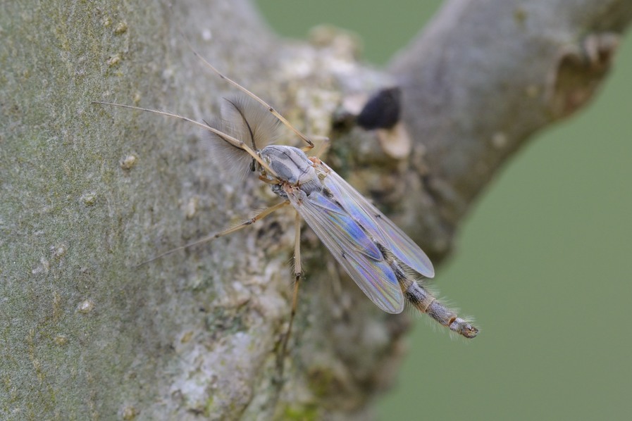Chironomidae maschio
